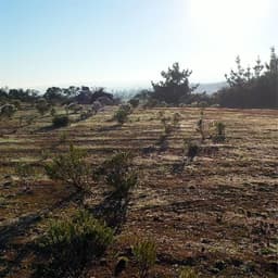 Parcela en venta en Pichilemu — foto 9 de 12