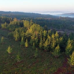 Parcela en venta en Pichilemu — foto 7 de 12